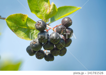 Cluster of ripe black aronia berries hanging from a branch against a clear blue sky 141781526