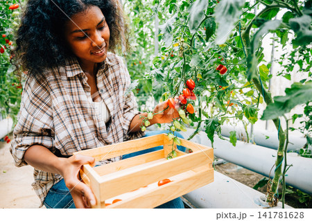 A cheerful black woman farmer amidst a sunny greenhouse picks ripe red tomatoes A cheerful black woman farmer amidst a sunny greenhouse picks ripe red tomatoes 141781628