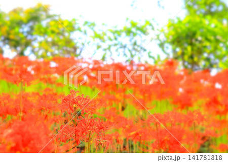 鮮やかな鮮紅色の彼岸花 鮮やかな鮮紅色の彼岸花 141781818