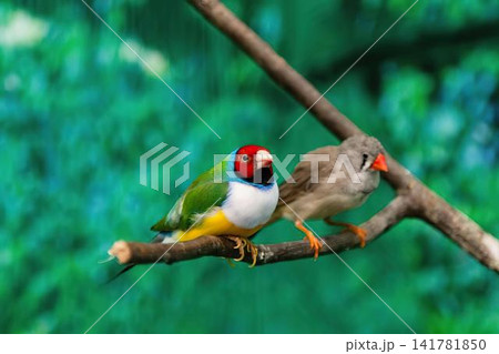Colorful bird perched on a branch in a green forest Colorful bird perched on a branch in a green forest 141781850