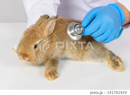 Veterinarian examining cute brown dwarf rabbit with stethoscope during routine health checkup at animal clinic on white table 141781919