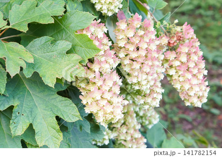 白からピンク色へグラデーションに色づくカシワバアジサイの花 141782154
