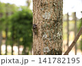 夏の木にとまって鳴くセミ 141782195
