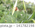 葉にしがみつくセミの抜け殻 141782198