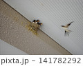 巣のヒナに餌を運ぶツバメの親鳥 141782292