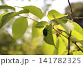木漏れ日の葉にとまるカナブン 141782325