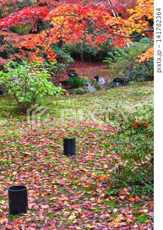 京都　宝厳院　獅子吼の庭　秋の美しい紅葉（京都府京都市右京区） 141782364