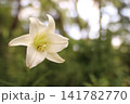 緑を背景に咲く白いユリの花 141782770