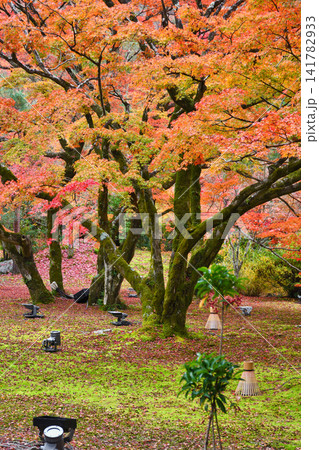 京都 宝厳院 獅子吼の庭 秋の美しい紅葉(京都府京都市右京区) 京都 宝厳院 獅子吼の庭 秋の美しい紅葉(京都府京都市右京区) 141782933