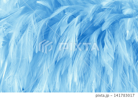 Beautiful blue pastel bird feathers pattern texture background. Beautiful blue pastel bird feathers pattern texture background. 141783017