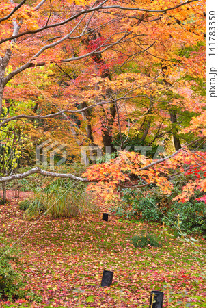 京都　宝厳院　獅子吼の庭　秋の美しい紅葉（京都府京都市右京区） 141783350