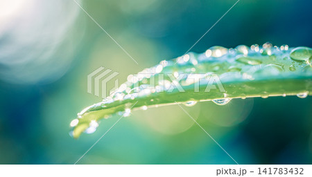 Radiant dew drops glistening along curved green blade against luminous bokeh soft morning light macro nature detail. Perfect nature botanical closeup ecology. Pure outdoors wellness design scenic Radiant dew drops glistening along curved green blade against luminous bokeh soft morning light macro nature detail. Perfect nature botanical closeup ecology. Pure outdoors wellness design scenic 141783432