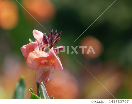 ローズ色のカンナが夏の花壇に咲く ローズ色のカンナが夏の花壇に咲く 141783797