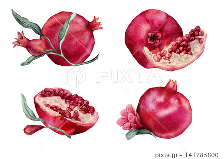 Set of compositions with whole pomegranate fruit and halved pomegranate showing red arils, flowers. Watercolor hand drawn illustration. Botanical tropical element isolated for food design. Set of compositions with whole pomegranate fruit and halved pomegranate showing red arils, flowers. Watercolor hand drawn illustration. Botanical tropical element isolated for food design. 141783800