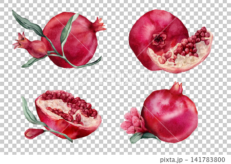 Set of compositions with whole pomegranate fruit and halved pomegranate showing red arils, flowers. Watercolor hand drawn illustration. Botanical tropical element isolated for food design. Set of compositions with whole pomegranate fruit and halved pomegranate showing red arils, flowers. Watercolor hand drawn illustration. Botanical tropical element isolated for food design. 141783800