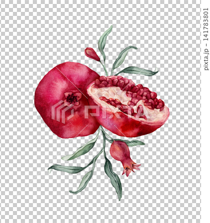 Pomegranate Fruit Branch and halved pomegranate showing red arils. Hand drawn watercolor illustration of red tropical with green leaves Food on isolated background. Drawing sketch of juicy for menu. Pomegranate Fruit Branch and halved pomegranate showing red arils. Hand drawn watercolor illustration of red tropical with green leaves Food on isolated background. Drawing sketch of juicy for menu. 141783801