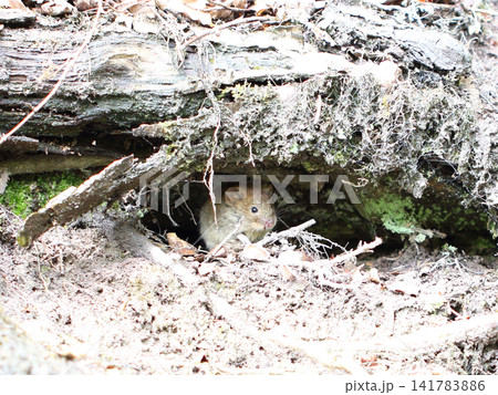bank vole (Myodes glareolus) bank vole (Myodes glareolus) 141783886