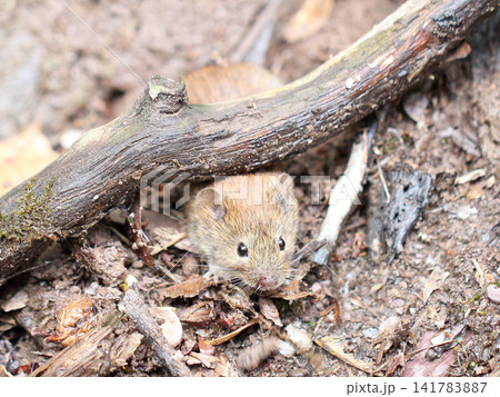 bank vole (Myodes glareolus) 141783887