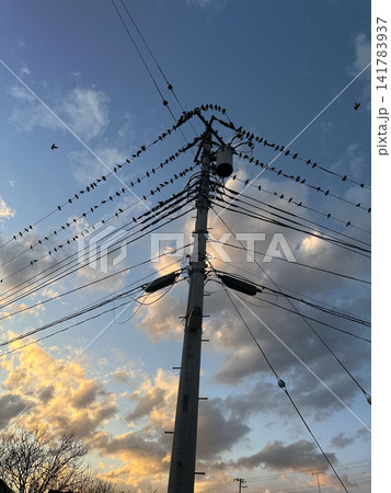 夕暮れの電線に群れるヒヨドリのシルエット 夕暮れの電線に群れるヒヨドリのシルエット 141783937