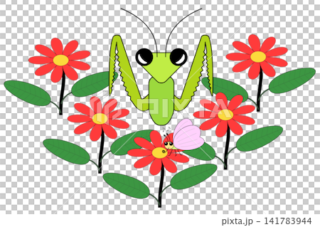 花畑の中から出現してチョウを狙うカマキリ 141783944