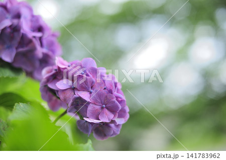 梅雨時期の花　紫陽花 141783962