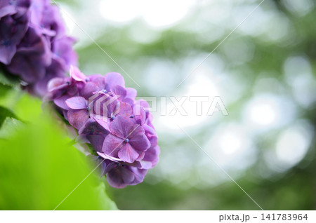 梅雨時期の花 紫陽花 梅雨時期の花 紫陽花 141783964