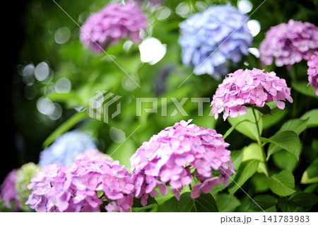 梅雨時期の花　紫陽花 141783983