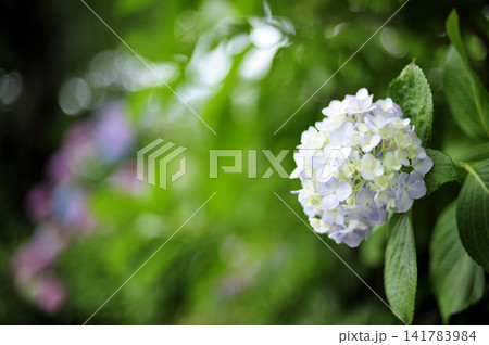 梅雨時期の花 紫陽花 梅雨時期の花 紫陽花 141783984