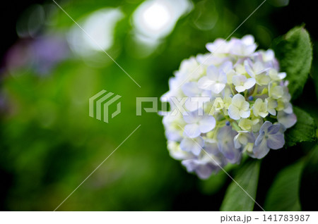 梅雨時期の花 紫陽花 梅雨時期の花 紫陽花 141783987