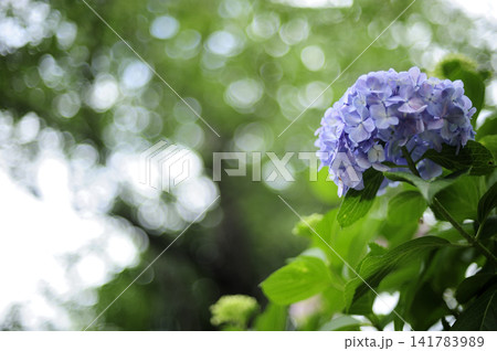 梅雨時期の花 紫陽花 梅雨時期の花 紫陽花 141783989
