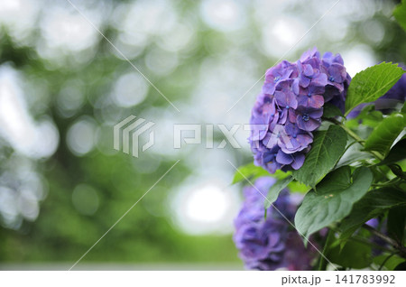 梅雨時期の花 紫陽花 梅雨時期の花 紫陽花 141783992