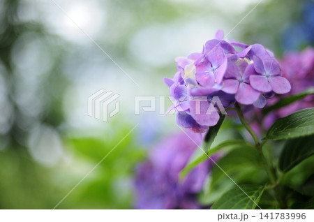 梅雨時期の花 紫陽花 梅雨時期の花 紫陽花 141783996