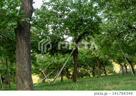Apricot orchard with trees supported by wooden poles heavy with fruit 141784349