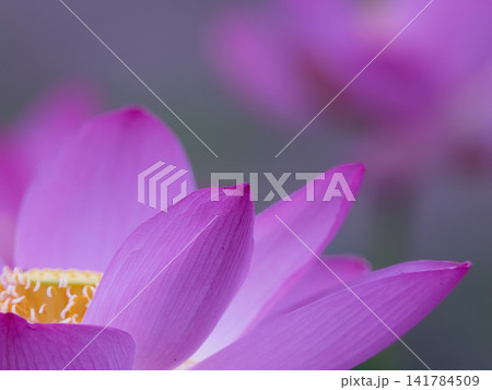 蓮の花のある風景 蓮の花のある風景 141784509