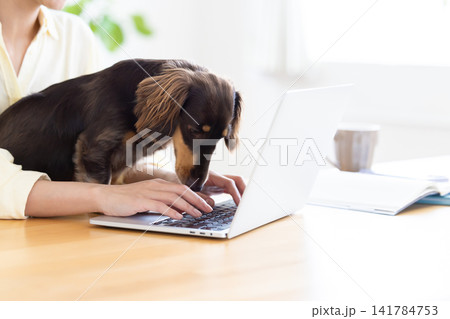 テレワーク 飼い主さんに抱っこされている犬 テレワーク 飼い主さんに抱っこされている犬 141784753