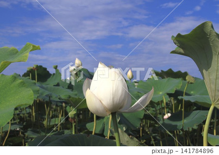 白い蓮の花 白い蓮の花 141784896
