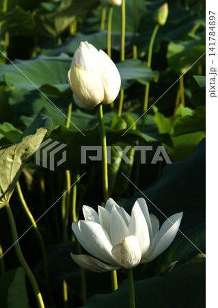 白い蓮の花 141784897