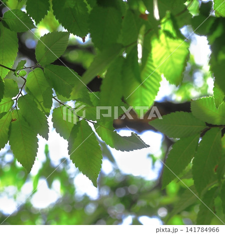 Sunlit Green Leaves with Soft Bokeh in an Urban Park 141784966