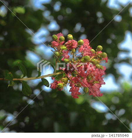 Pink Crape Myrtle Blossoms in Summer Sunlight Pink Crape Myrtle Blossoms in Summer Sunlight 141785040