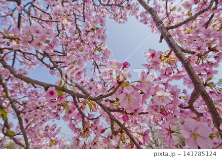 公園にカワヅザクラ（河津桜）の花が咲いています。 141785124