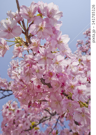 公園にカワヅザクラ(河津桜)の花が咲いています。 公園にカワヅザクラ(河津桜)の花が咲いています。 141785126