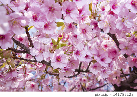 公園にカワヅザクラ（河津桜）の花が咲いています。 141785128