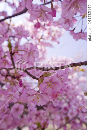 公園にカワヅザクラ(河津桜)の花が咲いています。 公園にカワヅザクラ(河津桜)の花が咲いています。 141785140