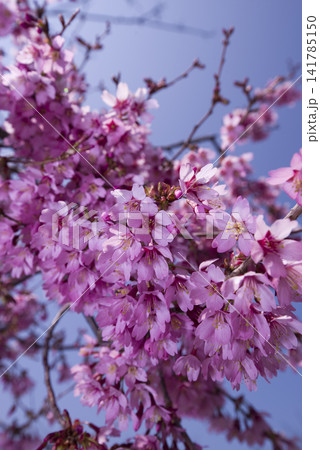 青空を背景に桜の花が咲いています。桜の名前はオカメザクラです。 青空を背景に桜の花が咲いています。桜の名前はオカメザクラです。 141785150