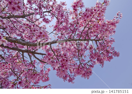 青空を背景に桜の花が咲いています。桜の名前はオカメザクラです。 青空を背景に桜の花が咲いています。桜の名前はオカメザクラです。 141785151