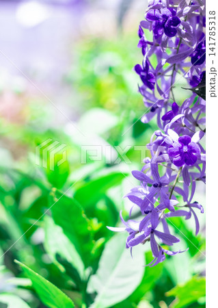 Petrea Volubilis (Queen's Wreath) in Bloom Vibrant Purple Flowers in a Lush Green Garden 141785318
