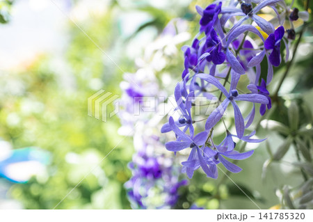 Petrea Volubilis (Queen's Wreath) in Bloom Vibrant Purple Flowers in a Lush Green Garden Petrea Volubilis (Queen's Wreath) in Bloom Vibrant Purple Flowers in a Lush Green Garden 141785320