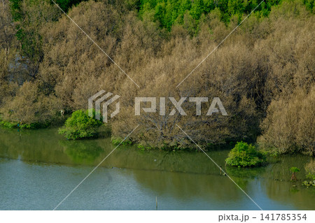 mangrove forest coastal ecosystem with Lush Vegetation and Reflections in saltwater sea 141785354