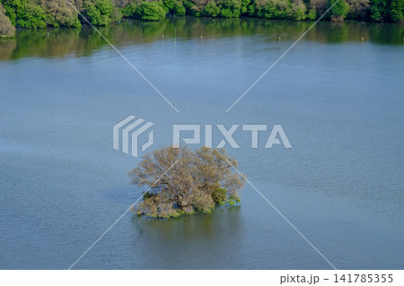 Isolated Mangrove Tree Island in Calm Seaside Water Landscape Isolated Mangrove Tree Island in Calm Seaside Water Landscape 141785355