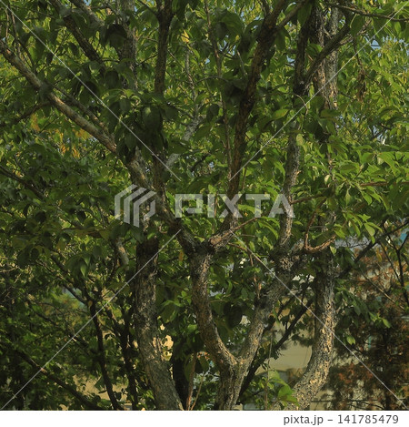 Mature Tree with Lush Green Foliage in an Urban Park 141785479